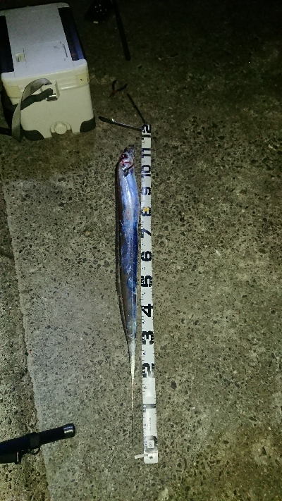 釣り部  釣行記  25