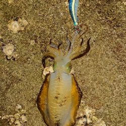 地元サイズ・・・