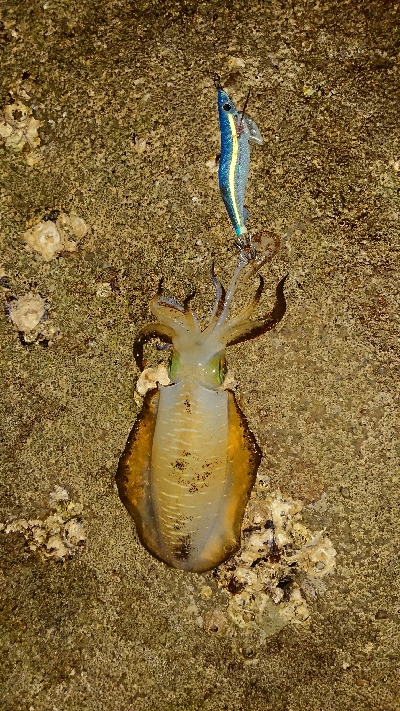 地元サイズ・・・