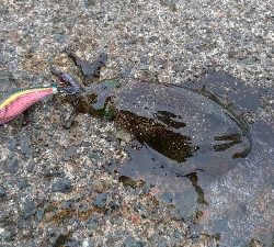 爆風にもマケズ