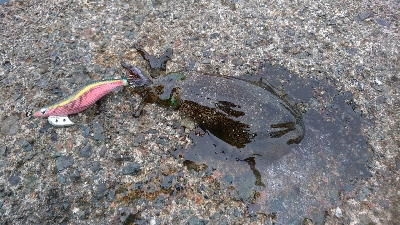 爆風にもマケズ