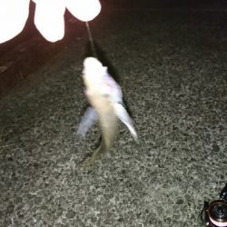 ひさびさの釣り