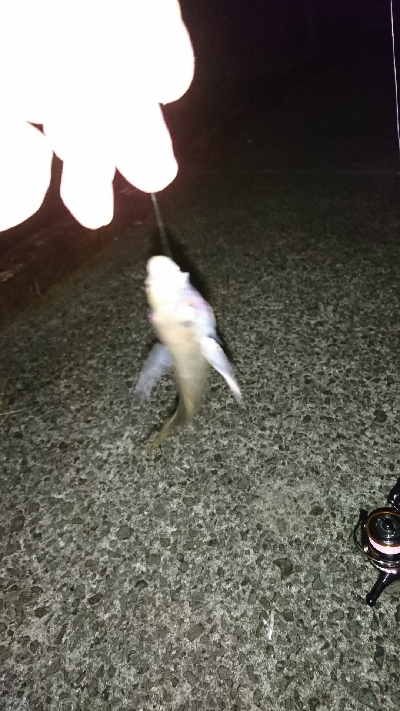 ひさびさの釣り