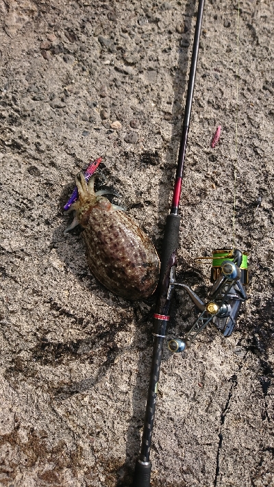 サクッとエギング