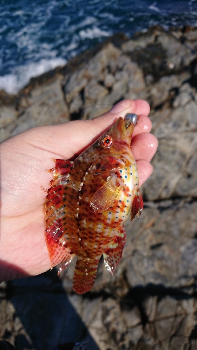 ロックフィッシュゲームのつもりが