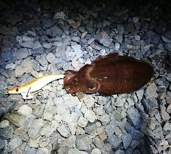 エギング ルアー