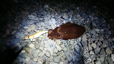 エギング ルアー