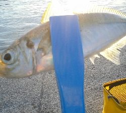 なんとか釣れました