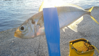 なんとか釣れました