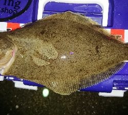 ヒラメヂューン