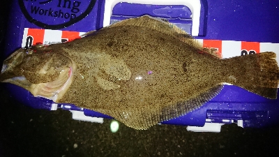 ヒラメヂューン