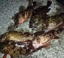 釣れないときはガッシー