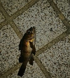 メバリング ちっこいのばっか