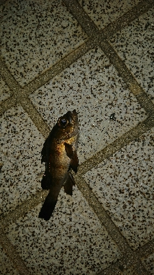 メバリング ちっこいのばっか