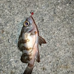 アジングのつもり