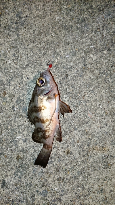 アジングのつもり