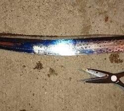 イイガシラと愉快な仲間たち