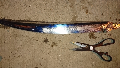 イイガシラと愉快な仲間たち