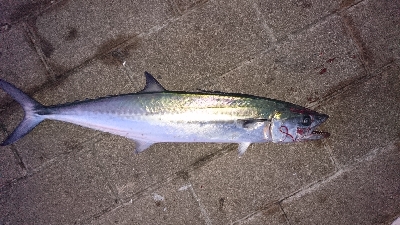 サゴシまだまだ