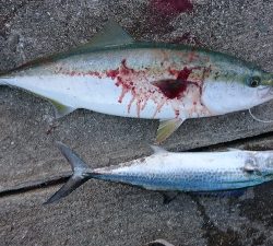 久しぶりの引き