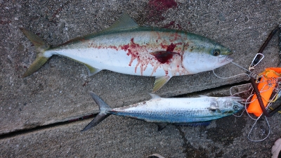 久しぶりの引き