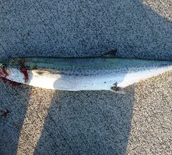 サゴシは裏切らない