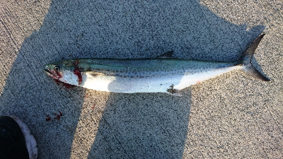 サゴシは裏切らない