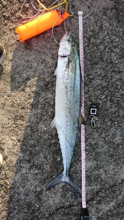 いよいよ終盤戦