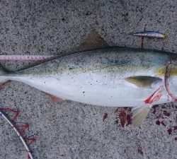 今年はまだまだ