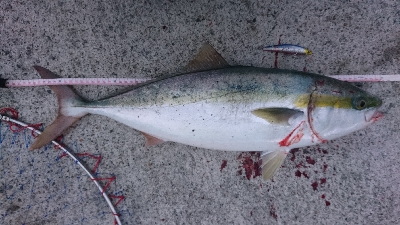 今年はまだまだ