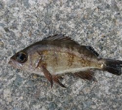 久しぶりのメバリング