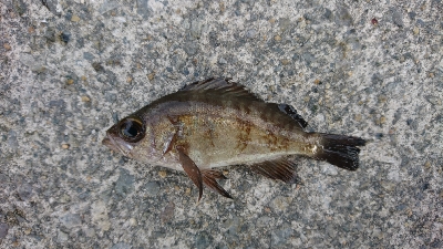 久しぶりのメバリング