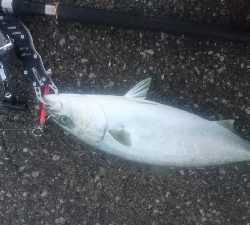 由良半島でライトショアジギング