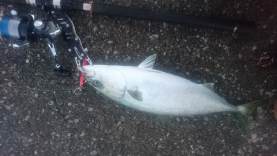 由良半島でライトショアジギング