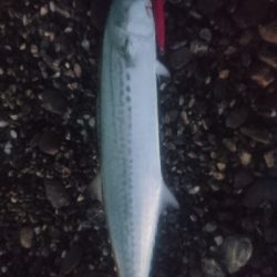 仁淀川河口サーフ ショアジギング