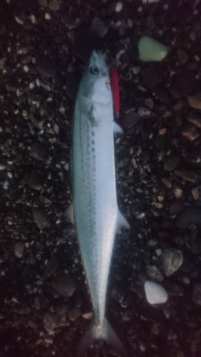 仁淀川河口サーフ ショアジギング