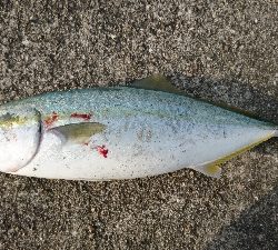 久しぶりのナブラ打ち