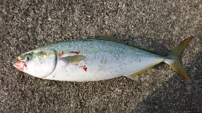 久しぶりのナブラ打ち