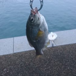 初心者にサビキ