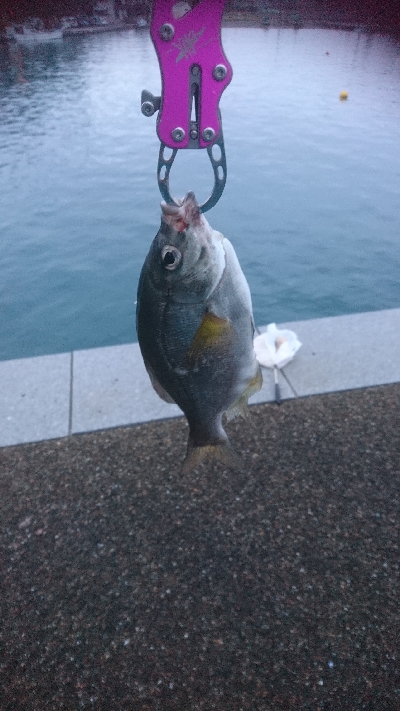 初心者にサビキ