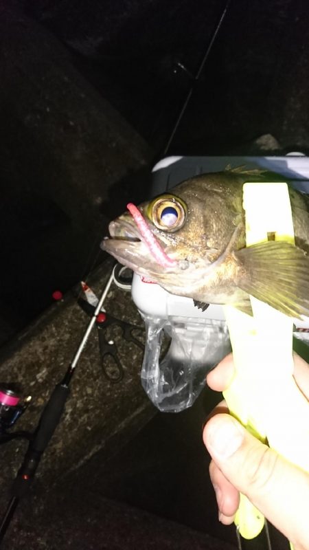 アジ、サバ、メバル