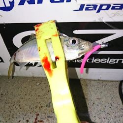 久々のジク単アジング