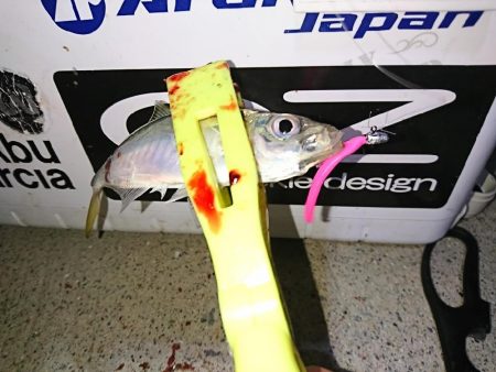 久々のジク単アジング