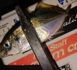 ナイトアジングぼちぼちですね(笑)