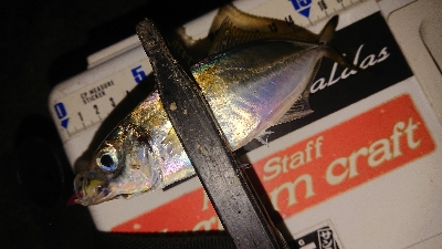 ナイトアジングぼちぼちですね(笑)