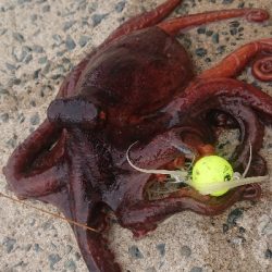 秋タコ良くなってきました〜