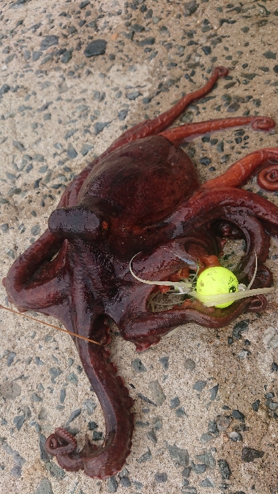 秋タコ良くなってきました〜