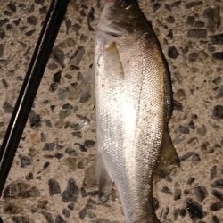 風強かったですが…