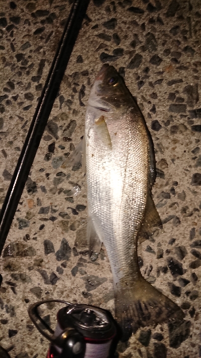 風強かったですが…