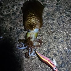 まだまだアオリ釣れてる！